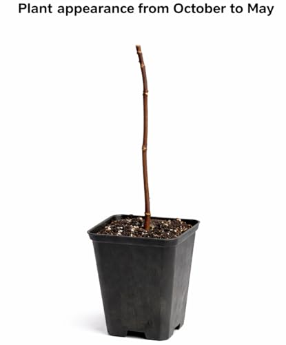 Okame Flowering Cherry Tree - 6-12" Tall Seedling - 2.5" Pot - Live Plant - Prunus 'Okame'