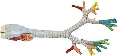 Modèle médical de l'arbre bronchique pour cours de biologie - 5