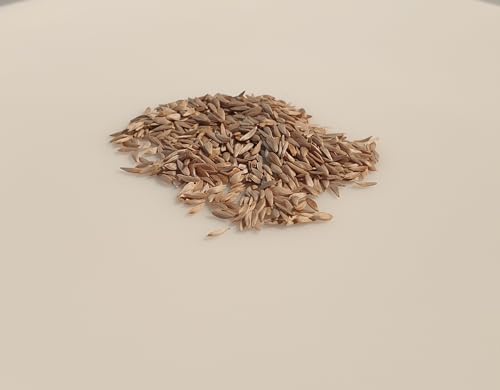 500 Graines à semer - Le Grenier d'Abondance - LAITUE POMMEE de Printemps et d'été - Reine de mai de pleine terre