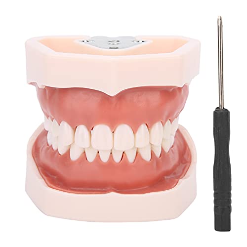 Simulation de dents amovibles pour maîtriser les soins bucco-dentaires