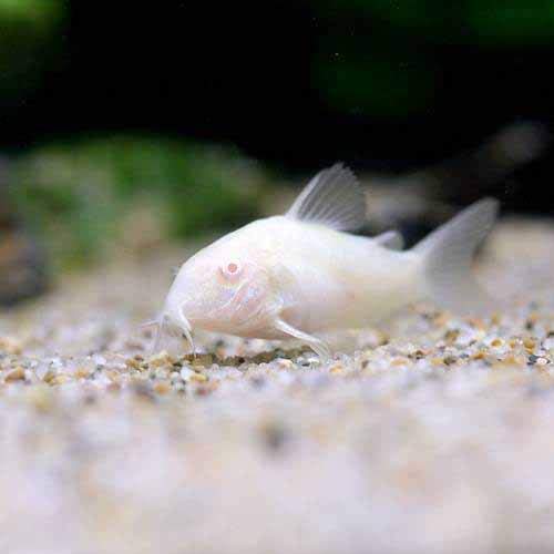 （熱帯魚）コリドラス・アエネウス アルビノ（５匹） 北海道・九州航空便要保温