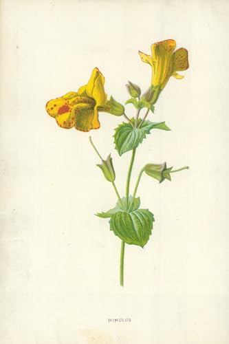 Tableau Mimulus par Frederick Edward Hulme affiche vintage deco chambre 60x90cm