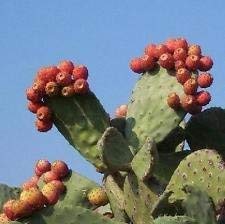 Nopal Fruit Rouge Nopalina Nopalea Cactus Exotique Comestible Jus Sucré Graine