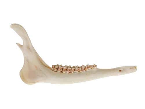 One Assorted Real Deer Jaw Bone