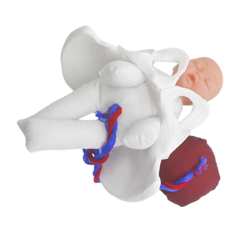 Modèle fœtus avec cordon placenta Gatuida bassin éducation médicale