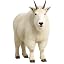 Mountain Goat