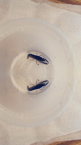 1 Live Electric Blue Lobster Crayfish for...