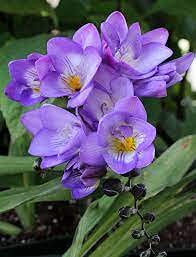 Radha Krishna Agriculture Freesia Blue Bouquet Flower Bulbs For Indoor & Outdoor Gardening & Decorating (Set Of 3 Bulb) (B094YB4M16) Amazon Price History, Amazon Price Tracker