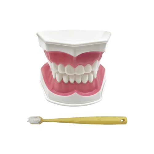 SENLIN DENTAL Teeth Model with Denture Toothbrush, Tooth Brushing Flossing Practice Model Demonstration Removable Lower Teeth for Kids, Dental Students, Educators (Normal Tooth Model with Tongue)