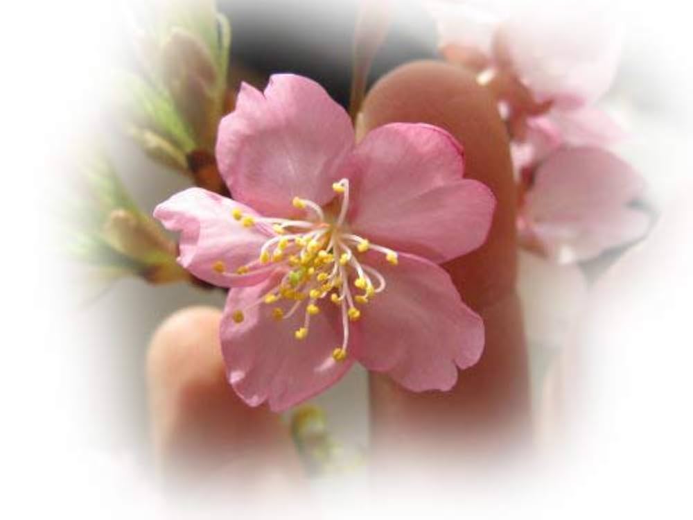 Amazon | 河津桜の苗木1本花の庭木苗接ぎ木桜の苗3年物高さ80