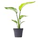 Gardenersdream STRNIC-13C