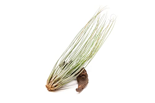 Large Juncea Air Plants 8 To 10 Inches - Live Succulent House Plants - Available In Wholesale And Bulk - Home And Garden Decor - Easy Care Indoor And Outdoor Plants (Pack Of 12) #TOP1