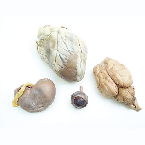 Anatomy Lab Preserved Mammal Organs Specimen for Dissection Set, Pack of 4 Sheep Organs Eye, Brain, Heart, Kidney