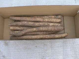 Amazon 月山長芋 中 5kg 山形県庄内産 庄内の恵み屋 庄内の恵み屋 山いも 長いも 通販