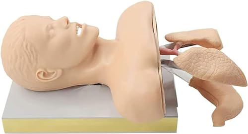 Rzekszy 326565 Advanced Oral Nasal Intubation Manikin,Intubation Manikin Airway Management Trainer,With Tooth Alarm Device Simulator Airway Management Trainer Intubation Head Teaching thumb #4