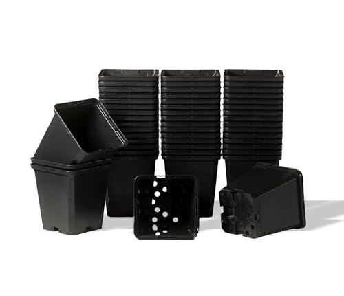 Genérico Macetas cuadradas de plástico,TEKU 9x9x9,5cm, Maceta, Maceta Flores, Maceta Cactus Coleccion, Maceta Negra, Maceta Duradera, Maceta Jardin, 50 maceteros plastico Cuadrados, Pack 50 macetas