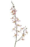 artplants