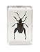 Celestron – Real 3D Bugs in Clear Resin – 4pc Set Includes Frog Beetle, Cicada, Stag Beetle, and Ant Specimens – Perfect for Science Eduction and Classroom – Use with Digital and Stereo Microscopes