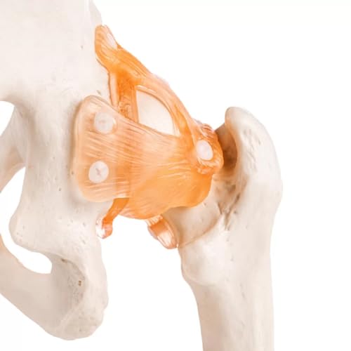 Image of Human Hip Joint Model with Ligaments ✮ Scientific Life Size with Premium Display Base ✮ Best Teaching Tool for Patient Education & Anatomy Study