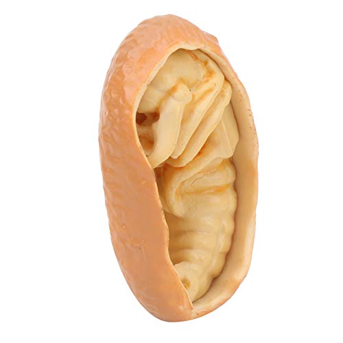 Tiere Wachstumszyklus Lebenszyklus Modell Tiere Wachstumszyklus Modus Lernen Lehrmodell Spielzeug für Kinder(Wachstumszyklus des Hirschkäfers)