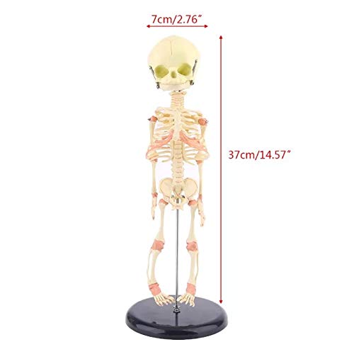 Ciiizaoo Infant Skeleton Model: Single Head Baby Skull Skeleton - Anatomy Educational Tool for Students and Professionals in Anatomy Field