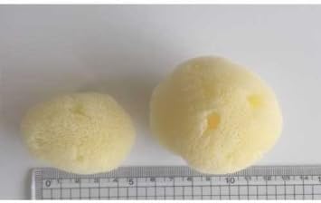 業務用 天然海綿 海から生まれた天然スポンジ（100個セット） 海綿