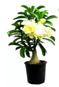 Nature Stay green Live Adenium plant Dwarf Indoor Outdoor All Season Beautiful Flower Balconies Garden Ornamental Desert Rose Impala Lily Container (Adenium 5) (B09X5KQ5BK) Amazon Price History, Amazon Price Tracker
