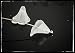 Frosted Acrylic Plastic White Lily Flower Beads- Bulk 150pc 10mm