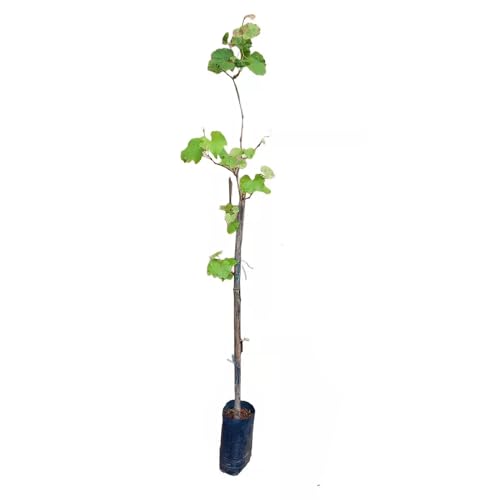Genérico, Muda de Uva Verde 50 a 80cm AMK - Plantas Online