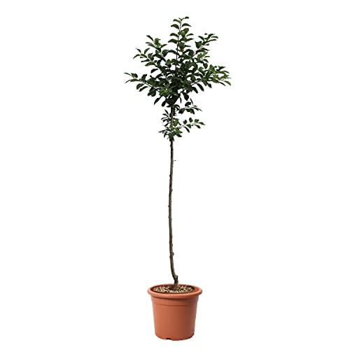 KENTIS - Prune Mirabelle de Nancy - Vraies Plantes d'Extérieur - Prunus Domestica - Arbre Fruitier de Jardin d'Ornement - Pot de Culture Ø 24 cm