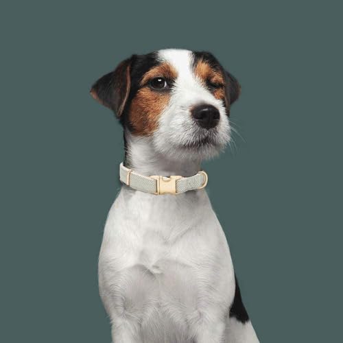 YUDOTE Hundehalsband und Leine Set Klein, Weiche Reizfreie natürlicher Baumwolle mit Twillgewebe für Hund mit empfindlicher Haut, Grau
