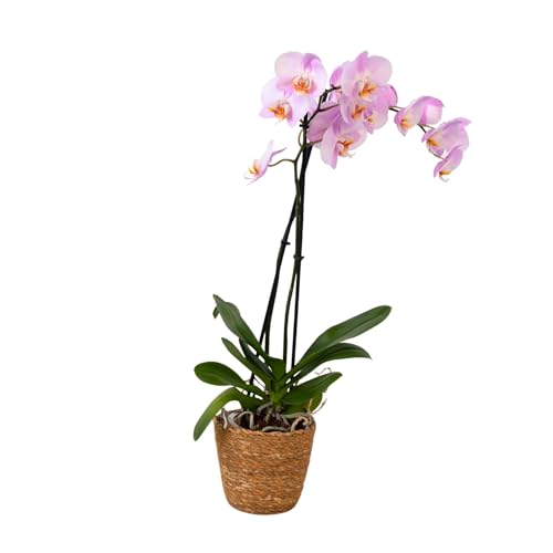 Plant in a Box - Orquídea mariposa - Phalaenopsis en cesta decorativa - Altura 50-60cm - Maceta 12cm - Planta de interior con flor - Apta para gatos