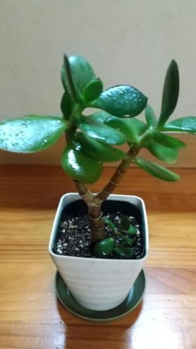 観葉植物 黄金花月」の人気商品一覧 | 安い商品を通販サイトから探す