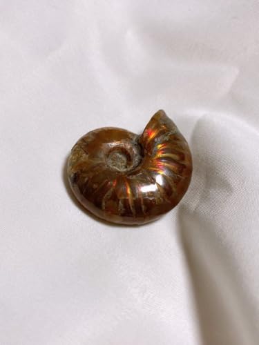 アンモナイト」の人気商品一覧 | 安い商品を通販サイトから探す - 価格.com