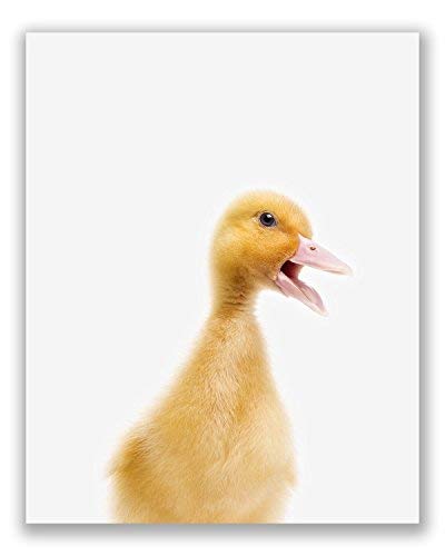 Baby Farm Animals Poster Prints - Set Of 6 (8X10) Adorable Furry Barn Portraits Wall Art Nursery Decor - Calf (Cow) - Chick (Chicken) - Donkey - Foal (Horse) - Duckling (Duck) - Piglet (Pig) #TOP1