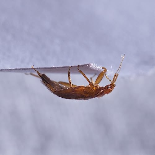 NOPE! CP Bed Bug Killer Spray Treatment (500ml) - Odourless & Non-Staining, Extended Residual Kill up to 3 Months for Mattress, Bed Frames, Carpets, Furniture