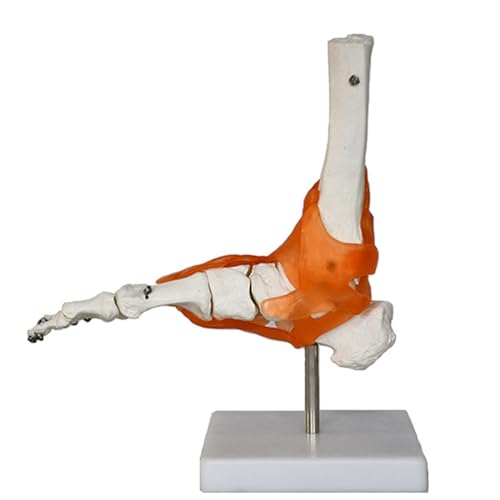 Image of Haobase Anatomical Joint Models Set, 6 Pieces Human Skeleton Display with Hand, Foot, Shoulder, Elbow, Hip, Knee, Medical Teaching Display (Foot Joint (Ligament))