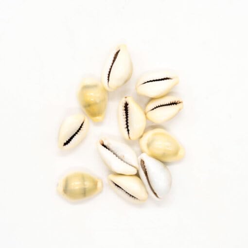 Manjusha Original Yellow Lakshmi Kaudi Peeli Kowdi Cowrie Sea Shells