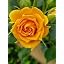Dark yellow
