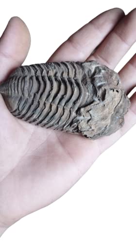 Image of Trilobite N19