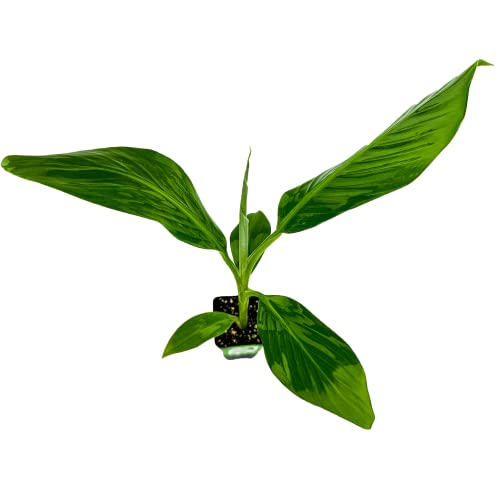 Dwarf Orinoco Banana Tree Live Plant - Musa #TOP11