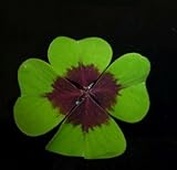  10 Glücksklee-Zwiebeln Iron Cross 4-blättrige Geschenkideen Zimmerpflanze