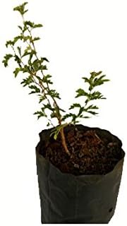 Patpert Agrotech Shami-Prosopis Cineraria