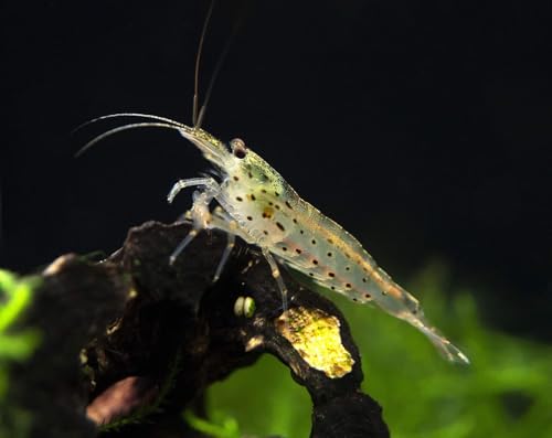 Seam Oasis - Amano Shrimps Algae Cleaner Inverts Live Freshwater Aquarium Shrimps 1/4' - 1/2' - Live...
