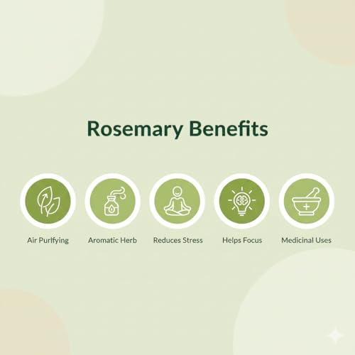 Image of live plants (ROSEMARY PLANT)