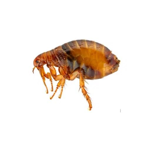 Adybac 1001 | Insecticida, ovicida y larvicida | Cucarachas | Moscas | Chinches | Garrapatas | Pulgas | Piojos | Mosquitos | 6 unidades |