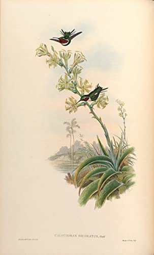 Affiche Toile Oiseau Calothorax Decoratus John Gould Art Portrait 60x90cm