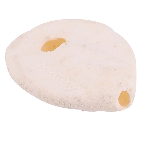 VANZACK Natural Shells Conch Craft for Decor 6pcs Sea Shells Decorations Beach Party Decorations