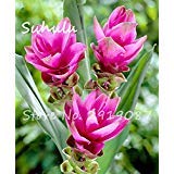 50 Graines Curcuma (Rhizoma Curcuma) - Plante Aromatique Et Médicinale - Pour Potager Ou Pot