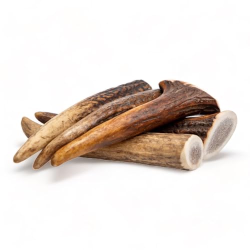 Dilecti Corno di Cervo per Cani - Osso di Cervo da Masticare, Snack Naturale e Gioco Masticativo di Lunga Durata per l'Igiene Dentale del Cane - interi XS (5 Pezzi)